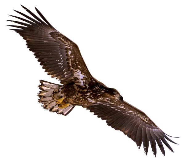 Ein Seeadler Hebt Seine Flügel Und Schwebt Hoch Den Himmel — Stockfoto