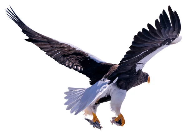 Stellerův Mořský Orel Roztáhne Křídla Aby Vzlétl Jeho Drápy Chytí — Stock fotografie