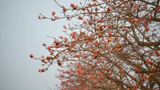 Bunga Bunga Dari Pohon Kapok Berwarna Oranye Dan Mekar Musim — Stok Video