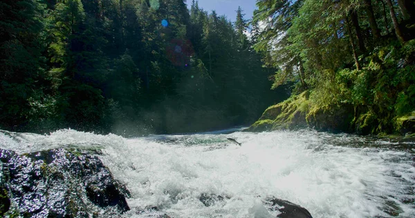 Streams flow down the rocks. A fish jumped out of the white rushing river. Summer Adventure in Alaska: Explore the Blue River by Boat.