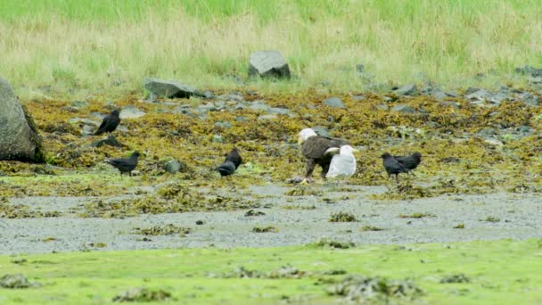 흰머리 수리는 까마귀와 갈매기에둘러 연어를 먹는다 알래스카 식물로 강기슭 — 비디오