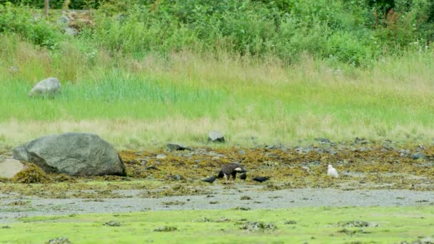 秃鹰吃鲑鱼 周围有乌鸦和海鸥 阿拉斯加夏季 覆盖在水生植物中的河岸 — 图库视频影像