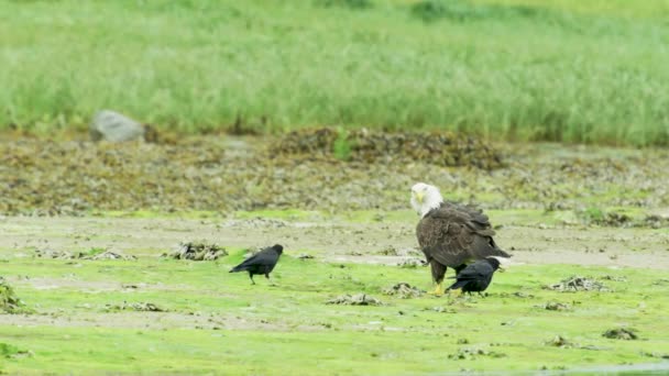 흰머리 독수리와 까마귀가물 속에서 작용을 알래스카 식물로 강기슭 — 비디오