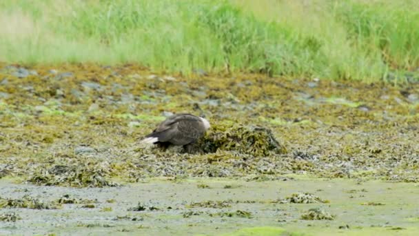秃鹰跑过去 站在一堆水草上 后面跟着一只乌鸦 阿拉斯加夏季 覆盖在水生植物中的河岸 — 图库视频影像