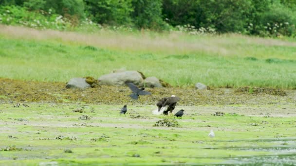 鳥のワシとカラスが水の草の川で交流します アラスカ夏 水生植物に覆われた川岸 — ストック動画