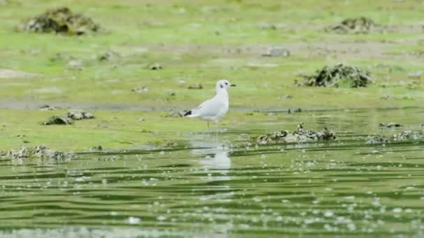一只白鸟在河边觅食 阿拉斯加夏季 覆盖在水生植物中的河岸 — 图库视频影像