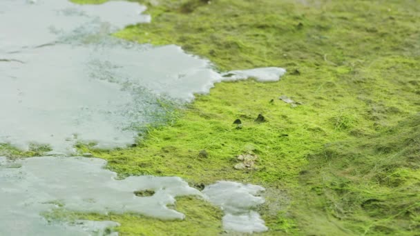 川は徐々に銀行には 水生植物溺死上昇した ブラックフライ アラスカ夏 水生植物に覆われた川岸 — ストック動画
