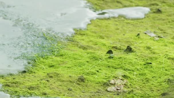 河水渐渐上涨到河岸 淹没了水生植物 阿拉斯加夏季 覆盖在水生植物中的河岸 — 图库视频影像