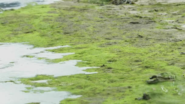 Floden Steg Gradvist Til Bredden Druknede Akvatiske Planter Sort Flue – Stock-video