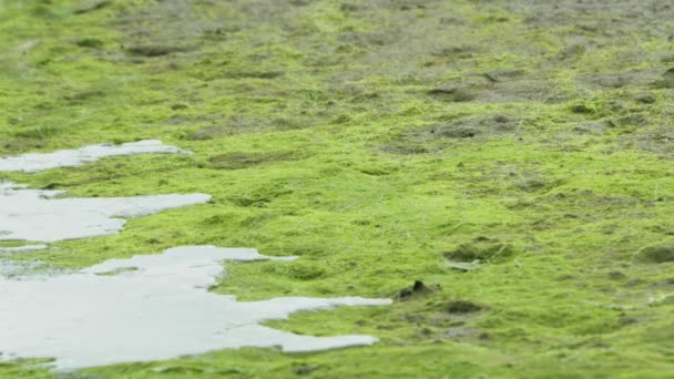 Река Постепенно Поднялась Берег Потопив Водные Растения Черная Муха Аляскинское — стоковое видео