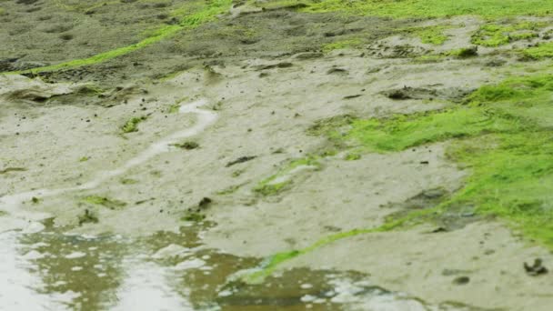 Річка Поступово Піднялася Берега Потопивши Водяні Рослини Чорна Муха Alaska — стокове відео