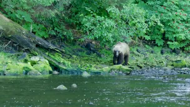 Медведь Шел Вдоль Берега Посмотреть Рыбы Реке Коричневые Медведи Аляски — стоковое видео