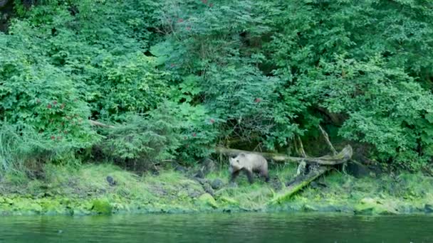 乾燥した木の幹を踏んで海岸に沿って熊が歩く アラスカのブラウンベアーズ 川沿いの自然との魅力的な出会い — ストック動画