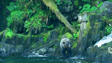 Bir ayı nehirde yürür ve balık aramak için kafasını suya sokar. Alaska 'nın vahşi doğası: görkemli kahverengi ayılar ve yaz nehirleri