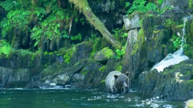 Balık bulamayan ayı, nehirden kıyıya sürünerek gitti. Alaska 'nın vahşi doğası: görkemli kahverengi ayılar ve yaz nehirleri