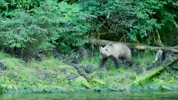 一只熊踩到干枯的树干后沿着海岸散步 阿拉斯加的棕熊 沿河与自然的迷人相遇 — 图库视频影像