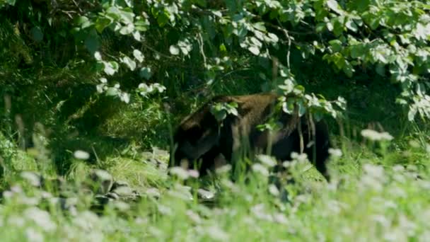Medvěd Kráčí Stínu Stromu Břehu Aljašská Divočina Majestátní Medvědi Hnědí — Stock video