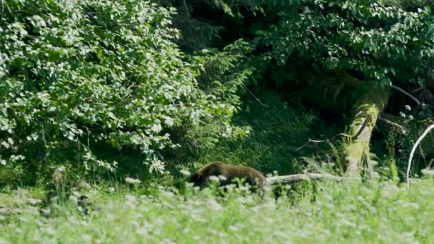 熊は海岸の木の木陰の下を歩いている アラスカの荒野 雄大な茶色のクマと夏の川 — ストック動画