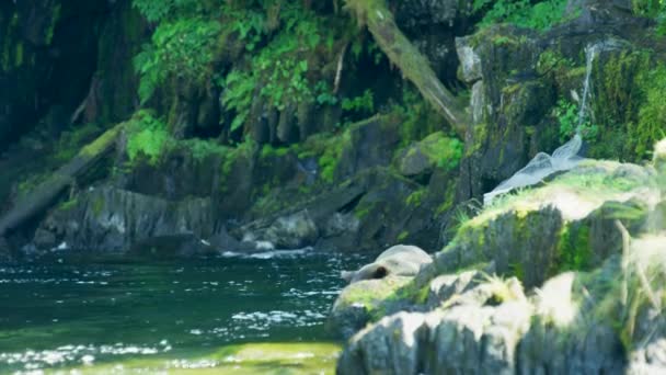 岩の後ろのクマは魚を探して川に頭を突っ込んだ アラスカの荒野 雄大な茶色のクマと夏の川 — ストック動画