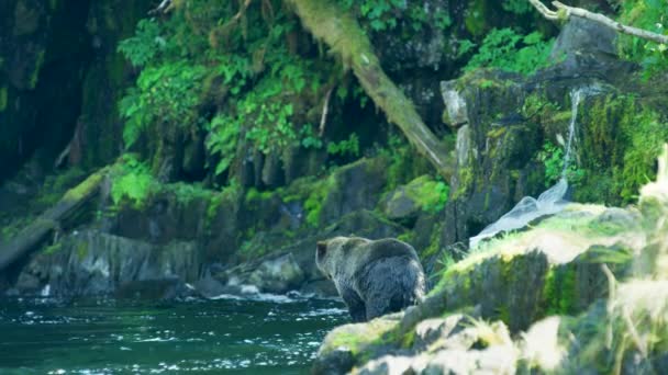 熊たちは口を開けて それを取り囲む空飛ぶ昆虫に向かって轟音を立てる アラスカの荒野 雄大な茶色のクマと夏の川 — ストック動画