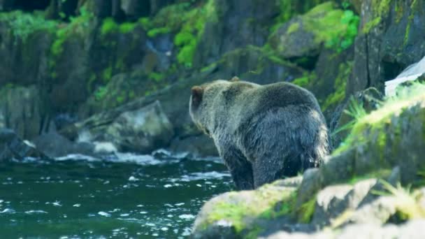熊たちは口を開けて それを取り囲む空飛ぶ昆虫に向かって轟音を立てる アラスカの荒野 雄大な茶色のクマと夏の川 — ストック動画