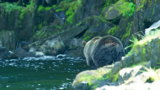 Incapaz Encontrar Qualquer Peixe Urso Rastejou Rio Para Margem Selvagem — Vídeo de Stock