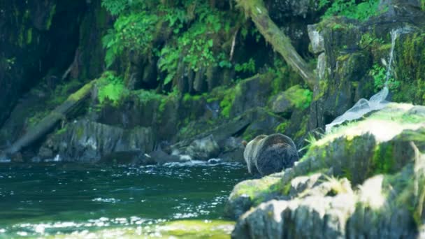 由于找不到鱼 熊从河里爬到河岸上 阿拉斯加的荒野 壮丽的棕熊和夏之河 — 图库视频影像