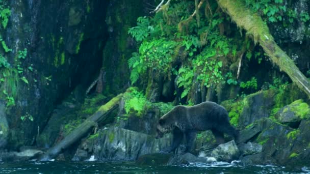 Egy Medve Sétál Folyó Mentén Álljon Sziklákra Keressen Halat Alaszka — Stock videók