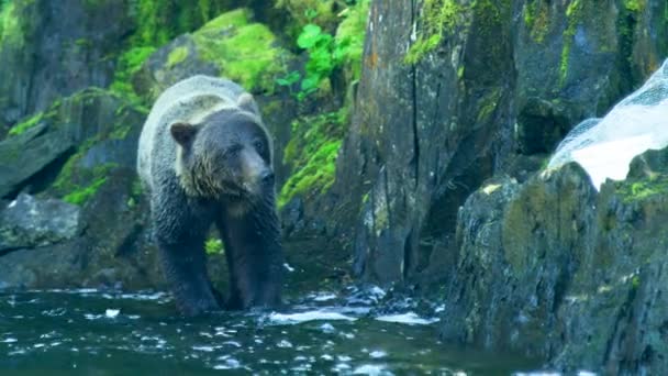 Urso Caminha Rio Enfia Cabeça Água Procura Peixe Selvagem Alasca — Vídeo de Stock