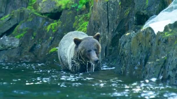 Balık Bulamayan Ayı Nehirden Kıyıya Sürünerek Gitti Alaska Nın Vahşi — Stok video