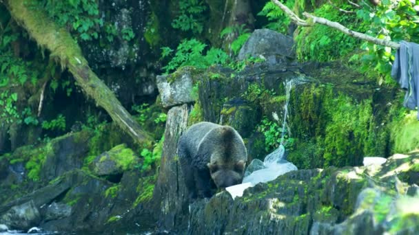 一只熊嗅着岩石海岸 衣服挂在树上 白色渔网 阿拉斯加的荒野 壮丽的棕熊和夏之河 — 图库视频影像