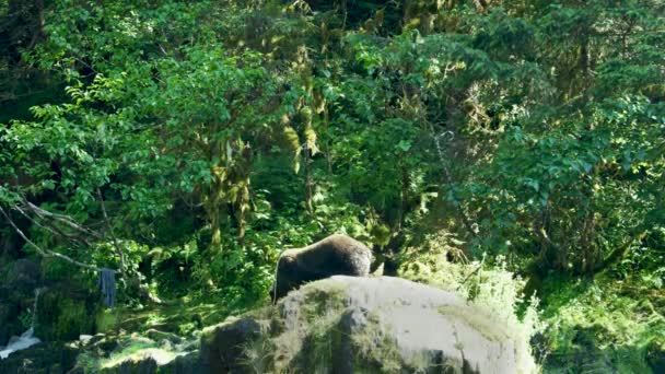 クマが歩いて川の岸を滑り降りる アラスカの荒野 雄大な茶色のクマと夏の川 — ストック動画
