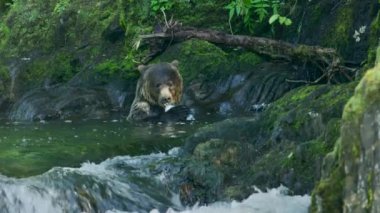 Ayı vücudunu nehirde ıslatır ve balıkları yer. Alaska 'nın vahşi doğası: görkemli kahverengi ayılar ve yaz nehirleri