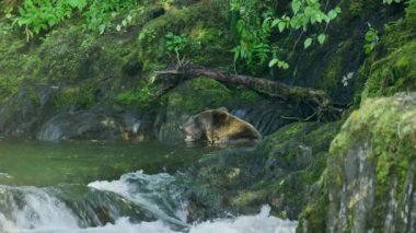 Ayı vücudunu nehirde ıslatır ve balıkları yer. Alaska 'nın vahşi doğası: görkemli kahverengi ayılar ve yaz nehirleri