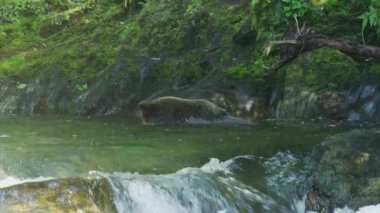 Ayı balık aramak için kafasını nehre soktu. Alaska 'nın vahşi doğası: görkemli kahverengi ayılar ve yaz nehirleri