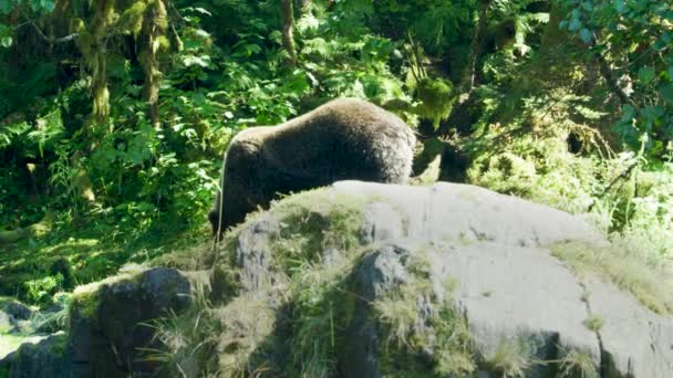 一只熊走在河边嗅嗅 阿拉斯加的荒野 壮丽的棕熊和夏之河 — 图库视频影像