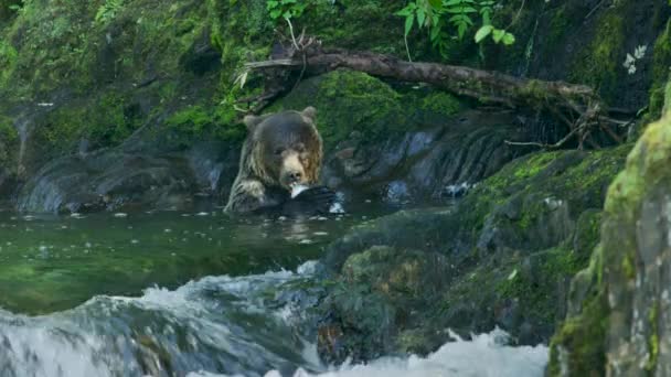 Medve Folyóba Áztatja Testét Megeszi Halat Alaszka Vadonja Fenséges Barna — Stock videók
