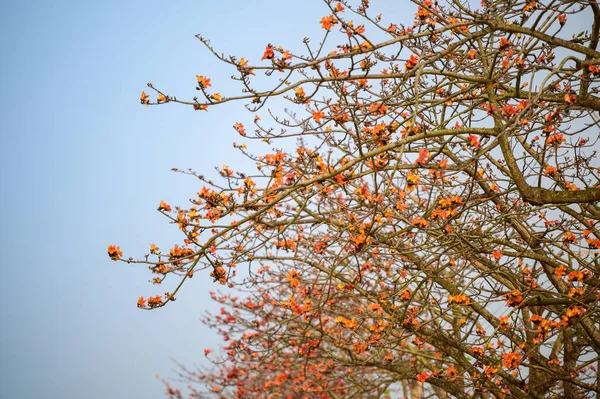 Flores Árvore Kapok São Laranja Floresce Primavera Famosa Linchupi Kapok — Fotografia de Stock