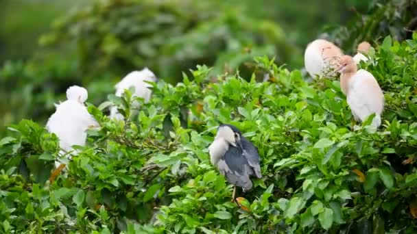 Tre Arter Egret Fåglar Putsar Sina Fjädrar Toppen Ett Träd — Stockvideo
