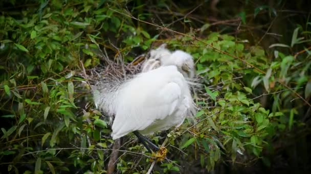Bebê Adulto Egret Pendura Galho Quatro Pássaros Jovens Ninho Visões — Vídeo de Stock