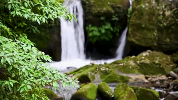 Река Течет Через Пышный Зеленый Лес Отличное Место Прогулок Летом — стоковое видео