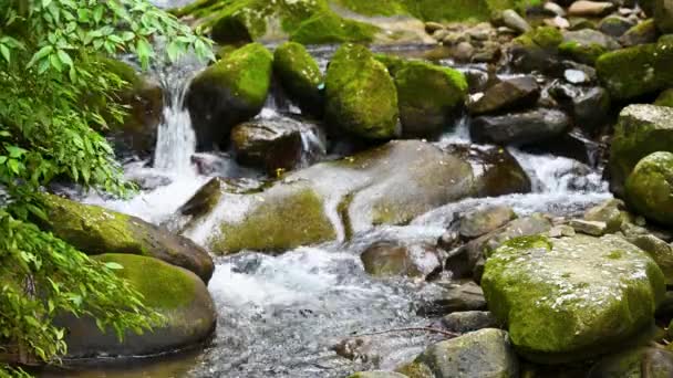 緑豊かな森の中を小川が流れている 夏の散歩に最適な場所です 夏には山の石に沿って小さな滝が流れます — ストック動画