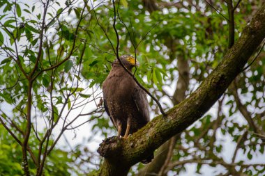 Bir kartal ağaç gövdesinde duruyor ve fotoğrafçıya bakıyor. Taipei şehrinin manzarasına bakmak için Dört Canavar Yürüyüş Yolu 'nu kullanın..