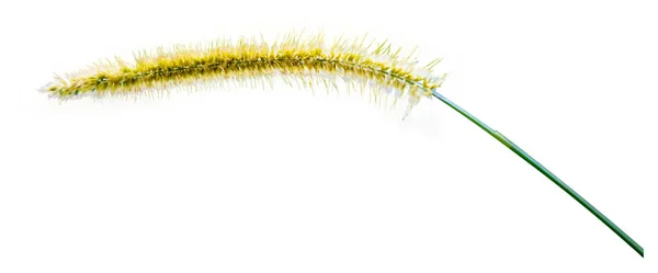 stock image Isolated close-up of a common weed, a green foxtail. Blooming foxtail. Setaria viridis, Green Bristlegrass.