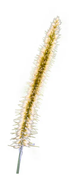 Изолированный Крупный План Обыкновенной Травы Зеленый Лисий Хвост Цветущий Лисий — стоковое фото