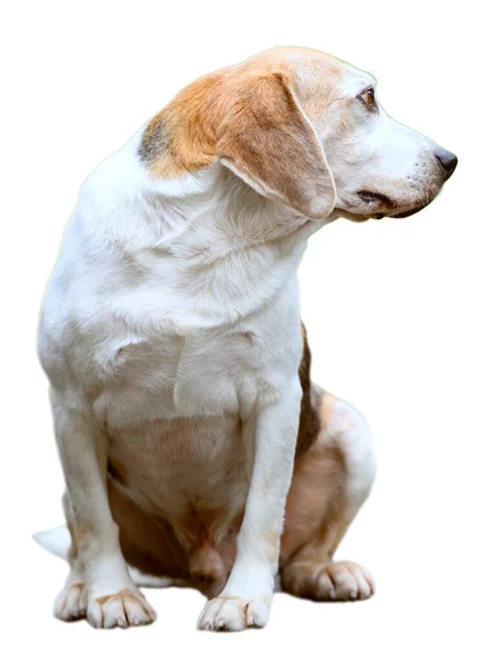 Beagle Era Seduto Davanti Lui Senza Batter Ciglio Questo Cane — Foto Stock