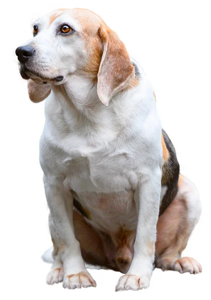 Бигль Сидящий Неослепительно Пялящийся Перед Ним Изолированная Собака Цвет Шерсти — стоковое фото