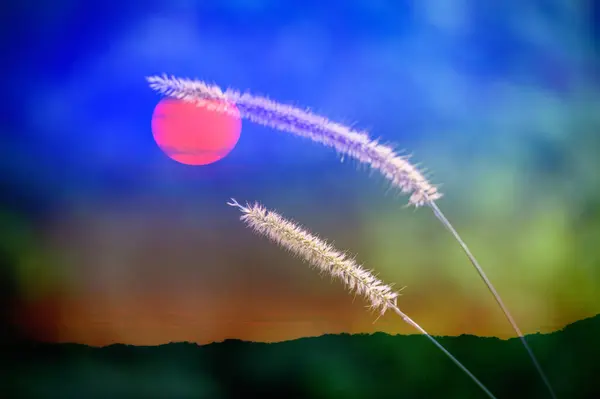 Вогняне Сонце Зникає Гірським Хребтом Прекрасний Кінець Дня Трава Лисиць — стокове фото