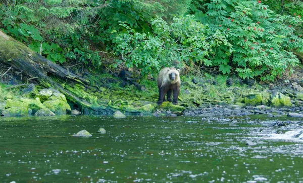 一只熊沿着河岸散步 想看看河里有没有鱼 阿拉斯加的棕熊 沿河与自然的迷人相遇 — 图库照片