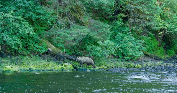 A bear walks along the shore after stepping over a dry tree trunk. Alaska\'s Brown Bears: A Fascinating Encounter with Nature Along the River